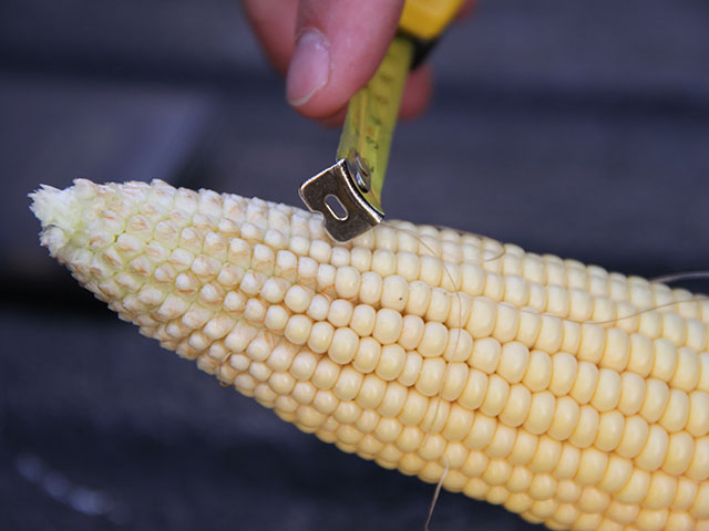 USDA on Thursday estimated corn&#039;s national average yield at 169.5 bushels per acre, below last year&#039;s 174.6 bpa but well above the average pre-report guess of 166 bpa. (DTN file photo by Pamela Smith)